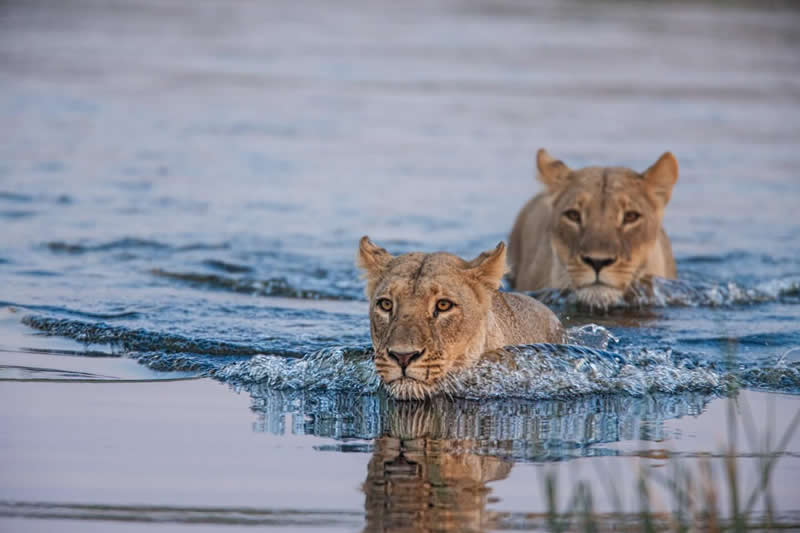 Out of Their Element: Lions of the Okavango Delta - National Geographic Wildlife Photography