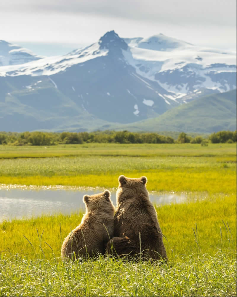 Shared Silence: A Bear Family Beneath Alaska&rsquo;s Glacial Peaks - National Geographic Wildlife Photography