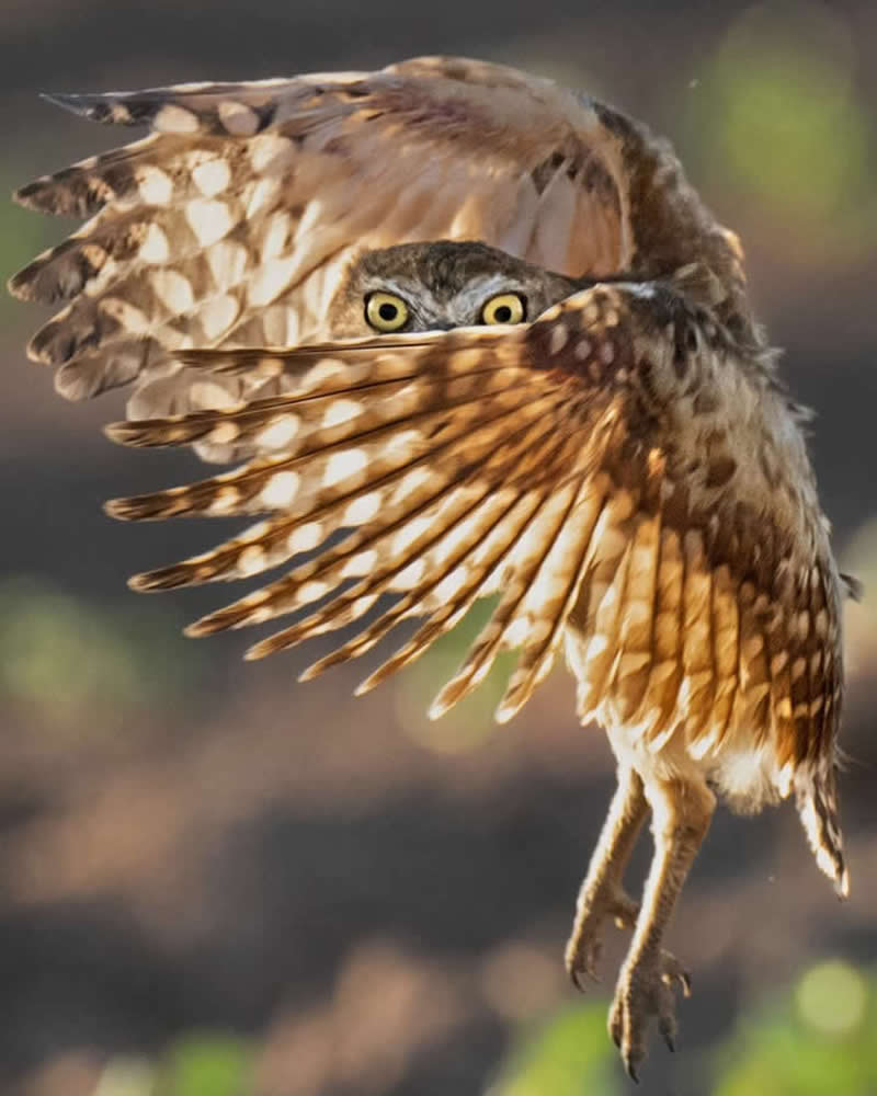 Desert Lifelines: Saving Burrowing Owls with Underground Homes - National Geographic Wildlife Photography