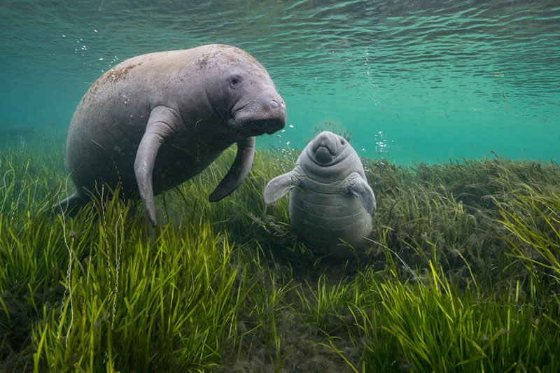 Return of the Seagrass: A Manatee Mother and Calf Thrive Again - National Geographic Wildlife Photography