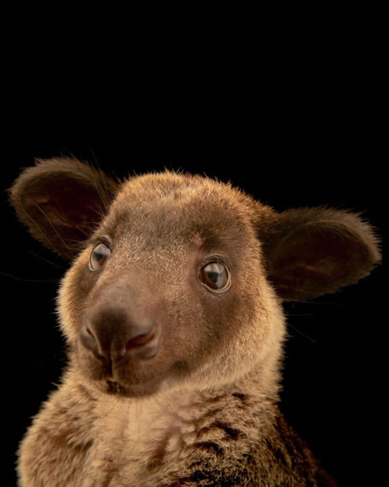 Masters of the Canopy: The Powerful Grizzled Tree Kangaroo - National Geographic Wildlife Photography