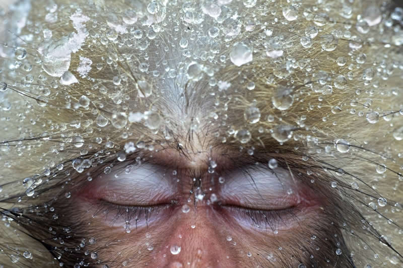 Frozen Focus: A Primate&rsquo;s Calm Beneath Crystal Droplets - National Geographic Wildlife Photography