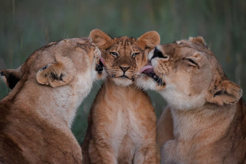 Raised Together: A Tender Moment Inside a Lion Pride - National Geographic Wildlife Photography