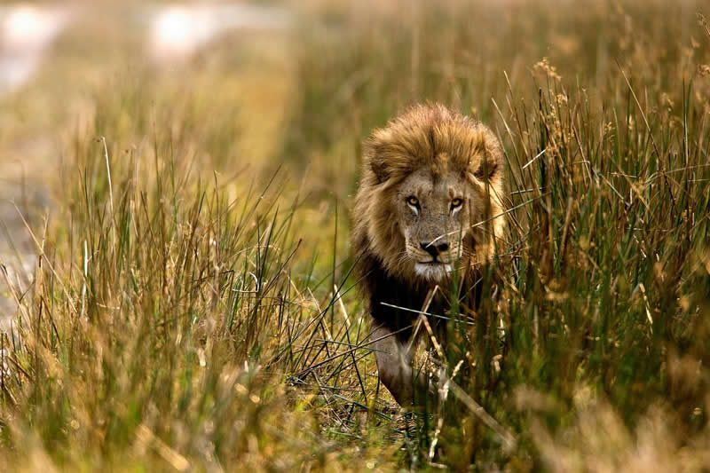 Eyes of Authority: The Power of a Delta King - National Geographic Wildlife Photography