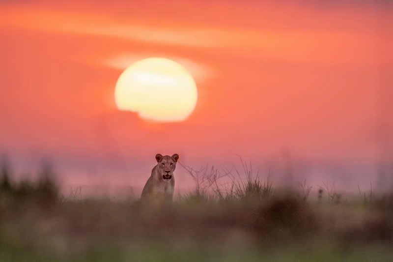 Sunset Sentinel: A Lioness in the Last Light - National Geographic Wildlife Photography