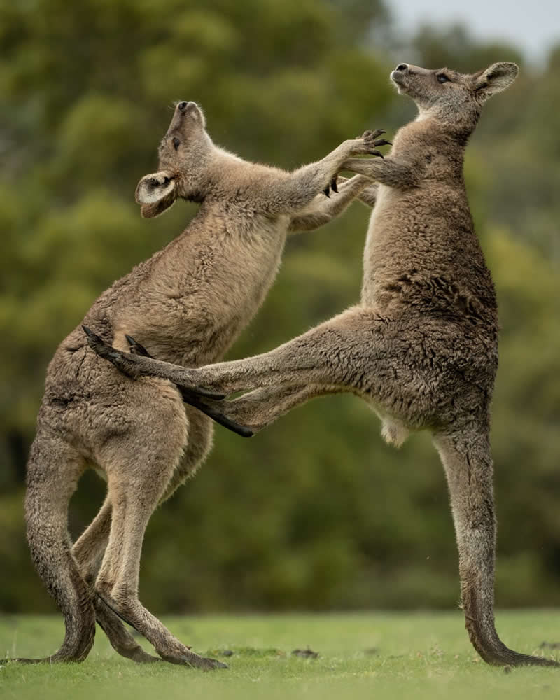 Balancing the Bounce: Australia&rsquo;s Kangaroo Dilemma - National Geographic Wildlife Photography