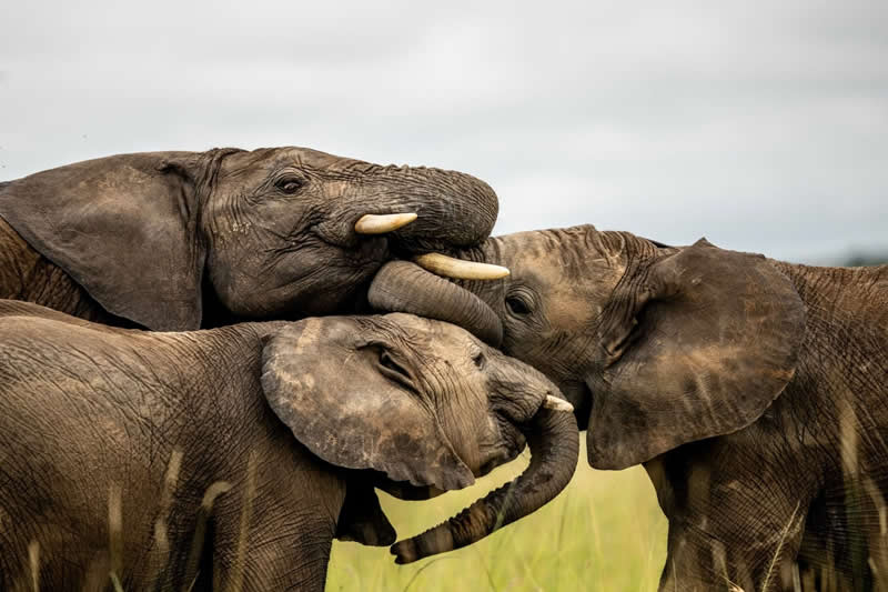 Lessons in the Herd: The Playful Intelligence of Young Elephants - National Geographic Wildlife Photography