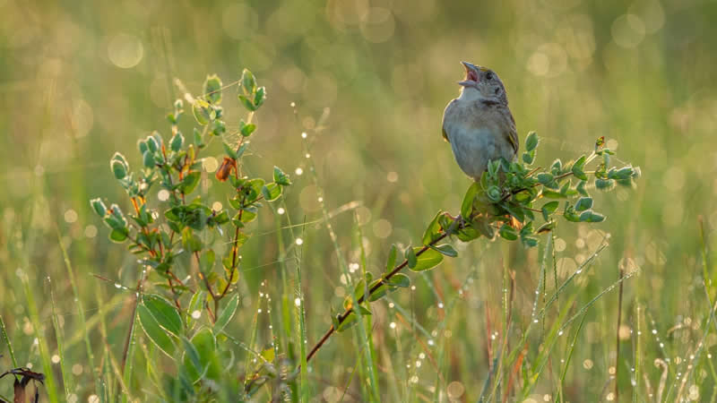 Saving a Whisper: The Fight for Florida&rsquo;s Rarest Songbird - National Geographic Wildlife Photography