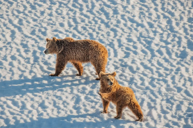 Living with Giants: Coexistence in Ladakh&rsquo;s Bear Country - National Geographic Wildlife Photography