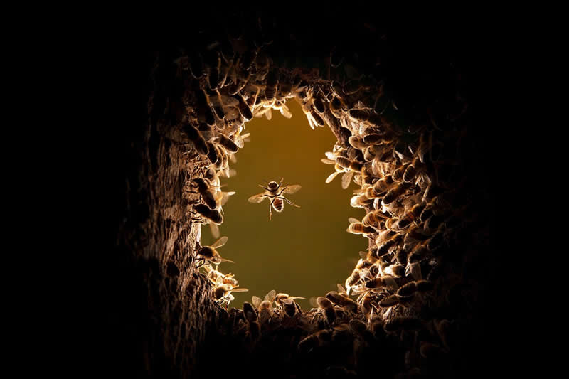 From Hollow to Hive: The Secret Life of a Swarming Colony - National Geographic Wildlife Photography