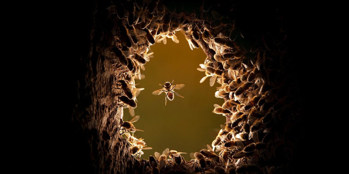 National Geographic Wildlife Photography