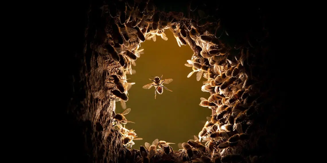 National Geographic Wildlife Photography