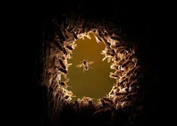 National Geographic Wildlife Photography