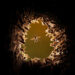 30 Powerful Wildlife Photos by National Geographic That Inspire Conservation 77 National Geographic Wildlife Photography