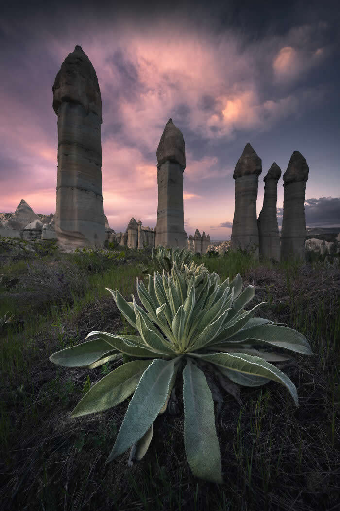 Nature Photos by Karol Nienartowicz
