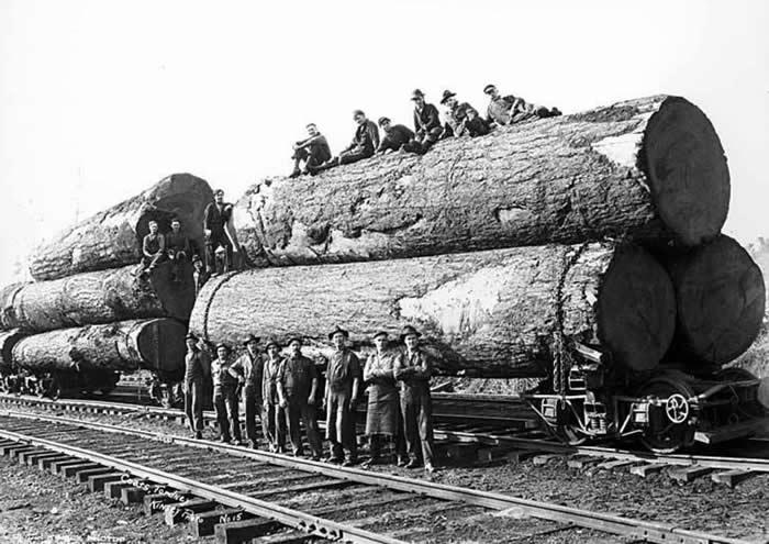 Loggers with large logs on trucks, Coats-Fordney Lumber Company, near Aberdeen, ca. 1920.