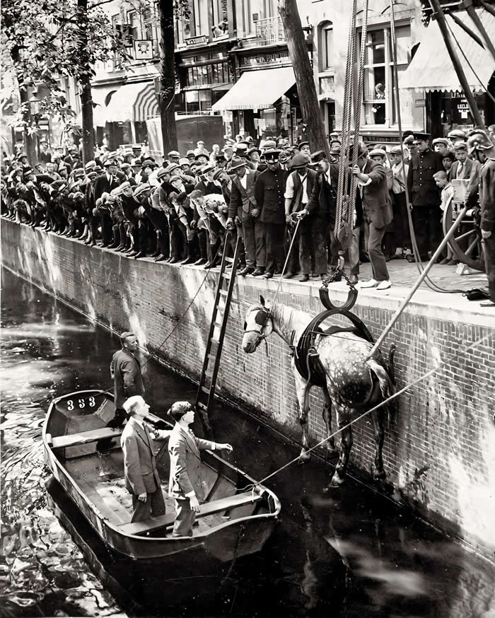 Rescuing a horse that fell in the canal, Amsterdam, 1929.