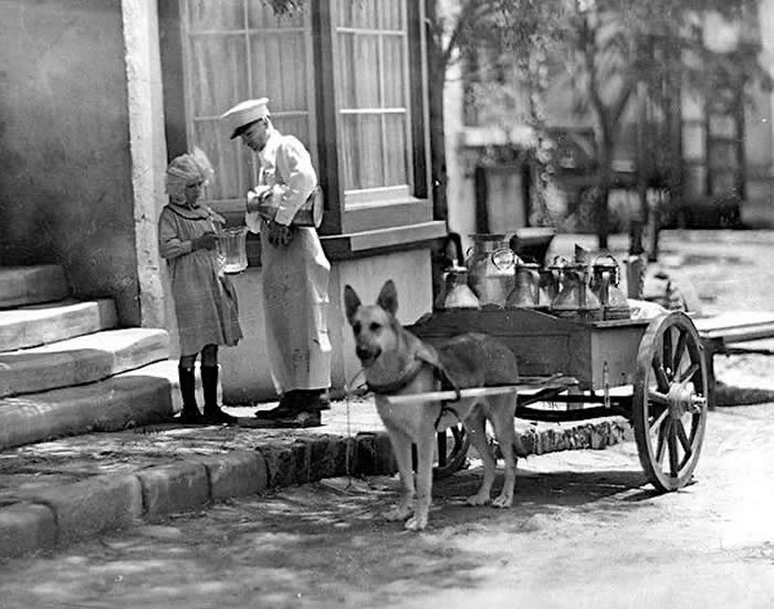 Milk delivery by dọgcart, Studio City, CA, circa 1910. Notice how the milkman is pouring the milk into a pitcher, and not delivering it in bottles.