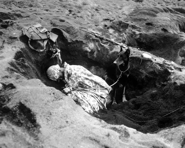A Marine with the 7th War Dog Platoon, 25th Marine Regiment, takes a nap while Butch, his war dog, stands guard. Iwo Jima, February 1945