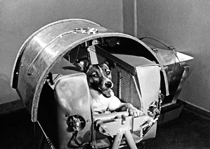 Laika, the first dog in space, was launched in 1957. The information gathered from her mission was vital to sending humans into space. Unfortunately, no provisions were made for her return.