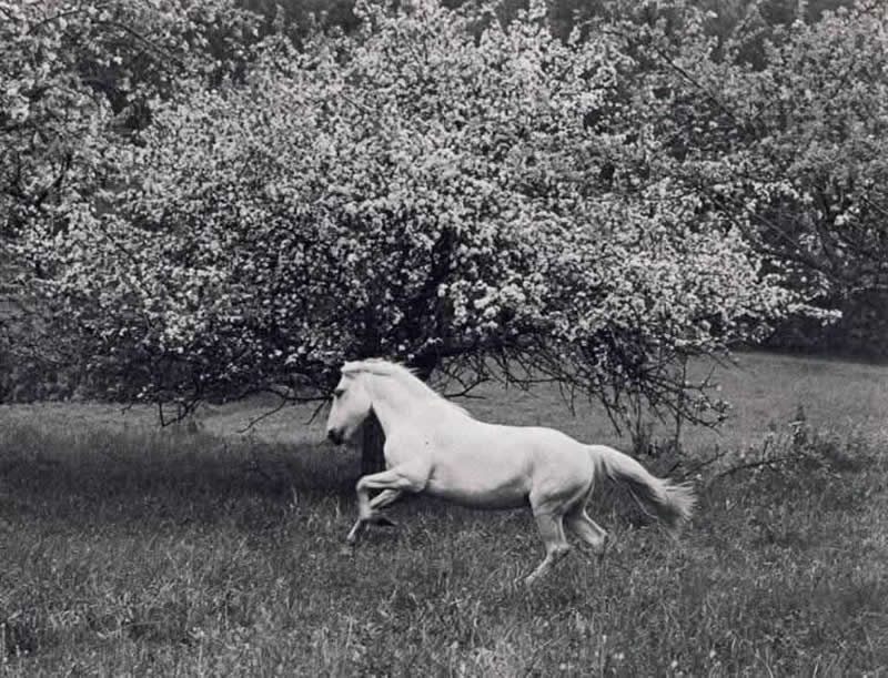 Master Photographer Romualdas Rakauskas: The Poet Who Found Beauty in Everyday Life 56 Master Photographer Romualdas Rakauskas Beauty in Everyday Life
