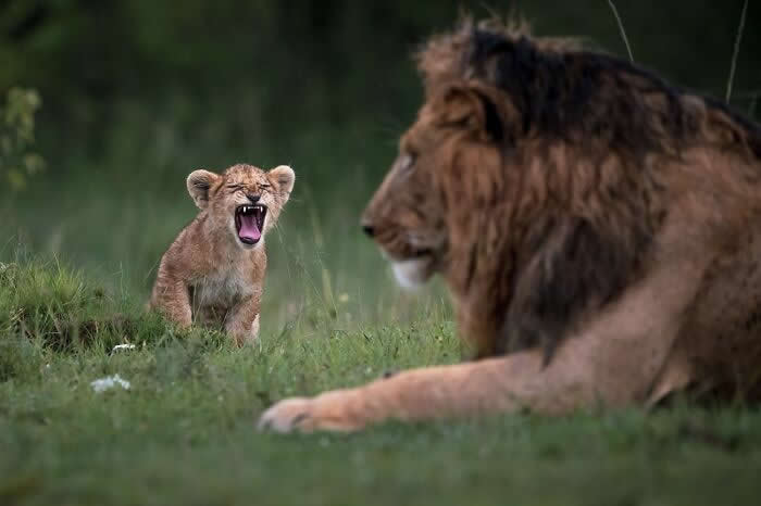Remarkable Wildlife Photos From Siena Awards