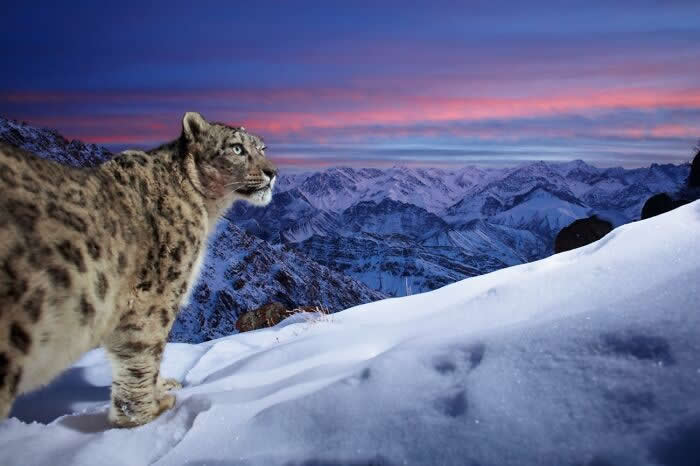 Remarkable Wildlife Photos From Siena Awards