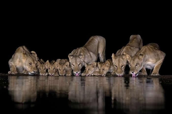 Remarkable Wildlife Photos From Siena Awards
