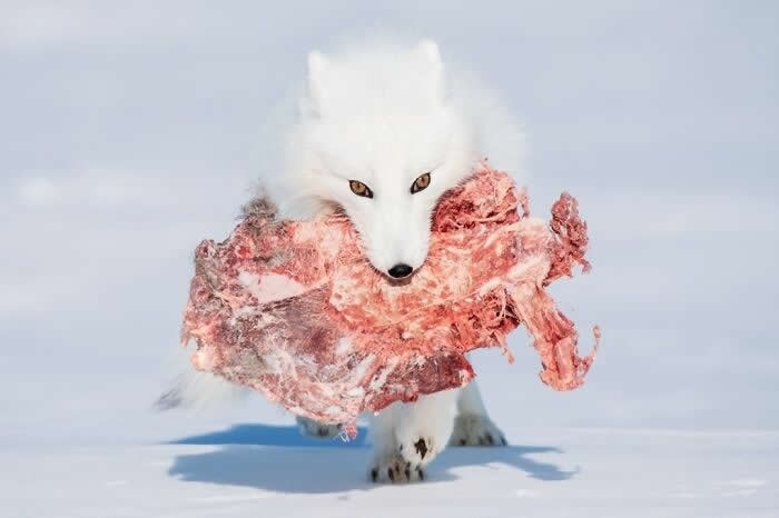 Remarkable Wildlife Photos From Siena Awards