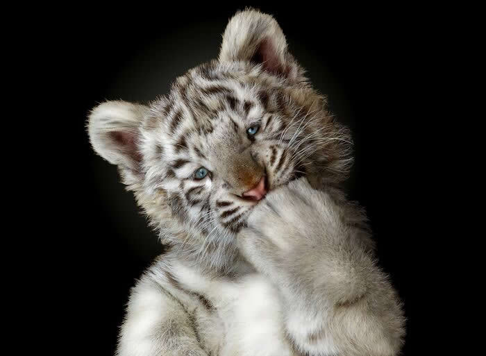 Remarkable Wildlife Photos From Siena Awards