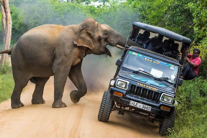 Remarkable Wildlife Photos From Siena Awards