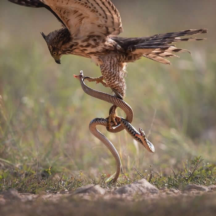 Remarkable Wildlife Photos From Siena Awards