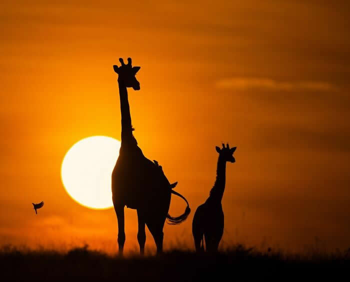 Remarkable Wildlife Photos From Siena Awards
