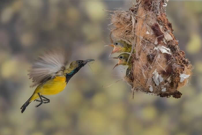 Remarkable Wildlife Photos From Siena Awards