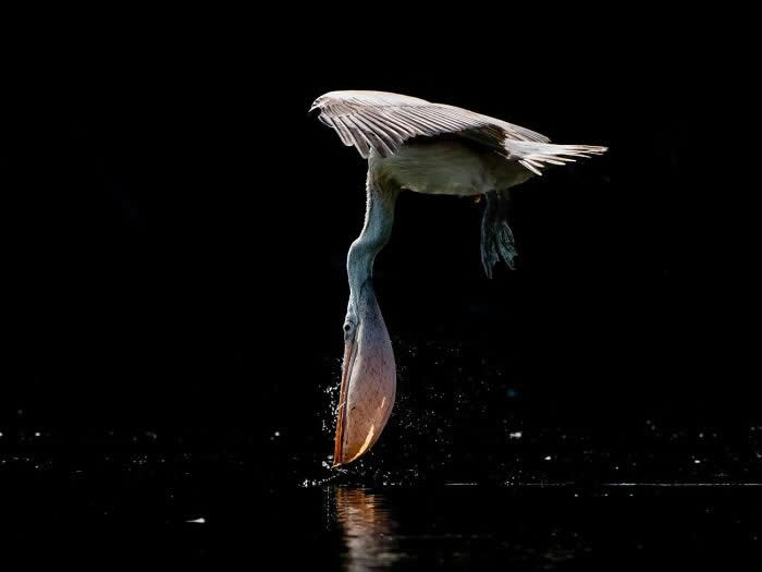 Remarkable Wildlife Photos From Siena Awards
