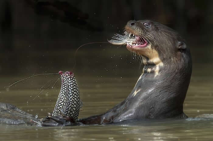 Remarkable Wildlife Photos From Siena Awards