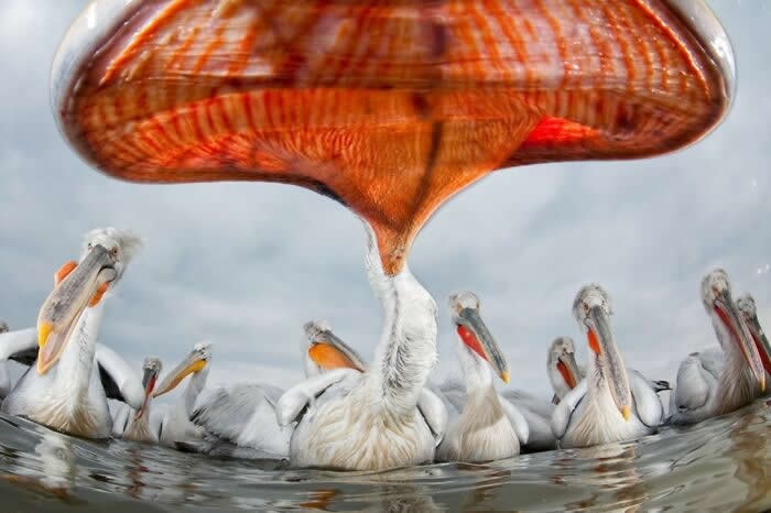 Remarkable Wildlife Photos From Siena Awards