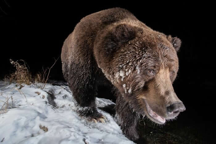 Remarkable Wildlife Photos From Siena Awards