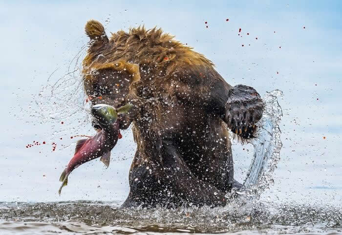 Remarkable Wildlife Photos From Siena Awards