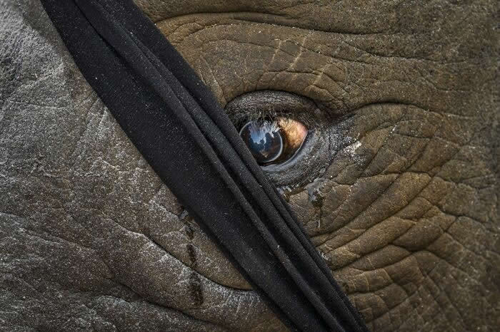 Remarkable Wildlife Photos From Siena Awards