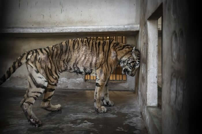 Remarkable Wildlife Photos From Siena Awards