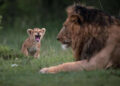 Remarkable Wildlife Photos From Siena Awards