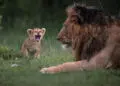 Remarkable Wildlife Photos From Siena Awards