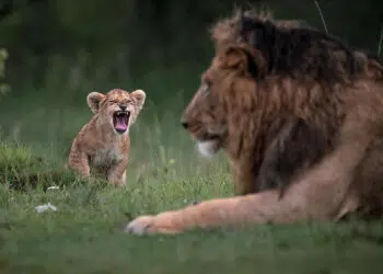 Remarkable Wildlife Photos From Siena Awards
