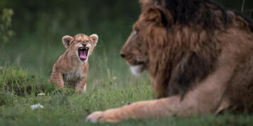 Remarkable Wildlife Photos From Siena Awards