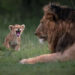 Remarkable Wildlife Photos From Siena Awards