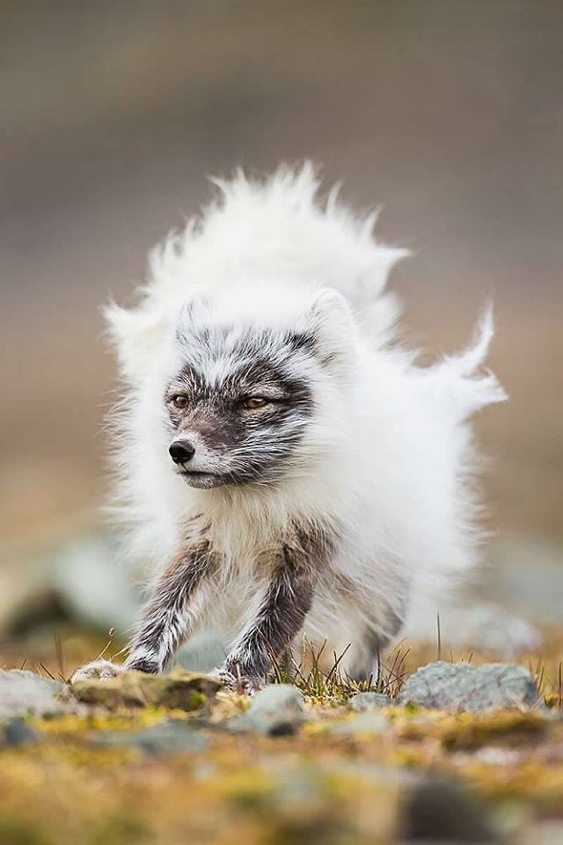 An Arctic Fox in the process of changing from her summer coat to a winter one