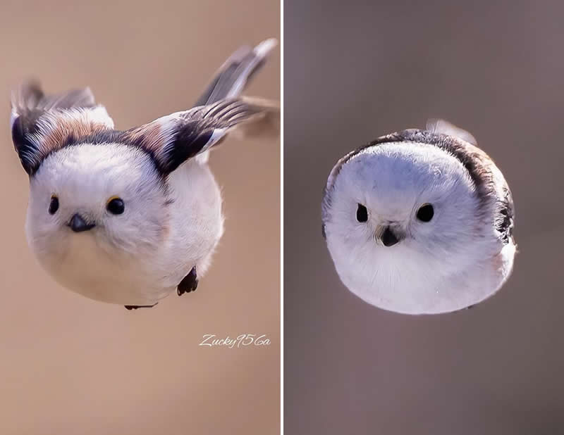 The long-tailed tit is one of Britain&rsquo;s most instantly recognisable birds. On freezing nights, several birds will often huddle together for warmth.