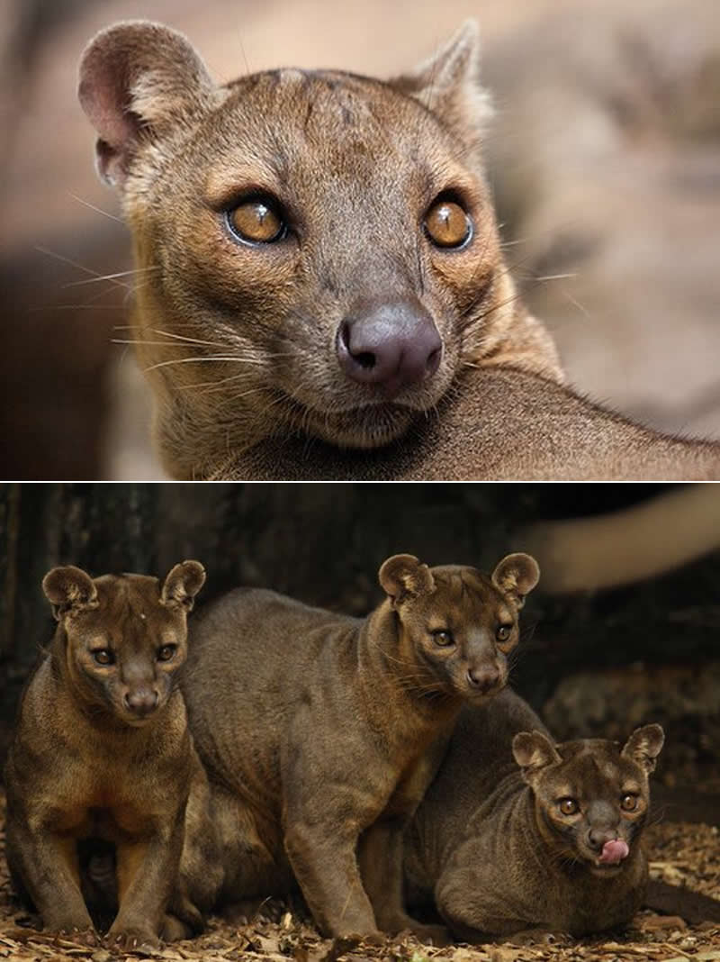 The fossa is a large, cat-like predator from Madagascar, but it's more closely related to the mongoose family.