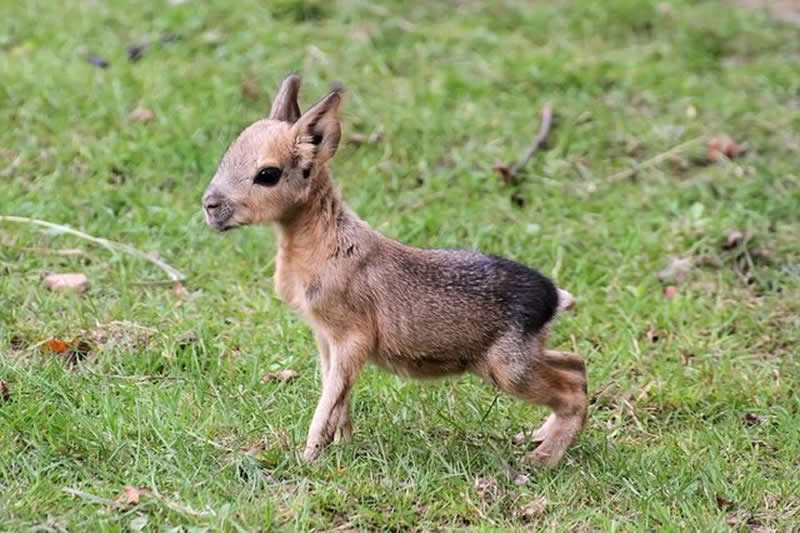 The Patagonian mara from Argentina looks like a rabbit or small deer, but it's actually a large rodent.